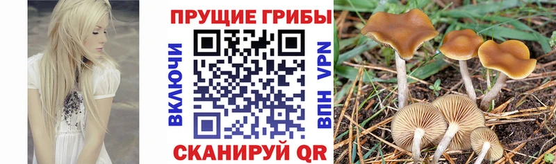закладки  Сясьстрой  Галлюциногенные грибы Cubensis 